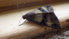 Melipotis perpendicularis