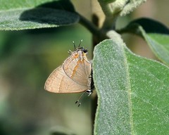 Electrostrymon guzanta