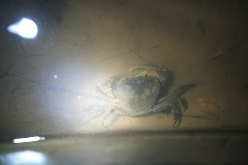 Chinapotamon depressum
