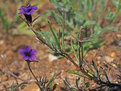 Monopsis debilis