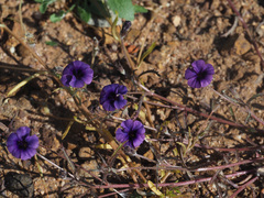 Monopsis debilis