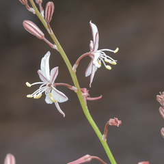 Trachyandra asperata