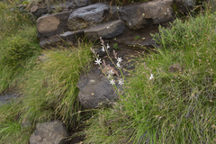 Trachyandra asperata