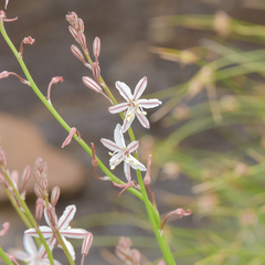 Trachyandra asperata