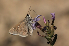Eogenes alcides