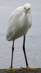 Egretta thula