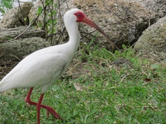 Eudocimus albus