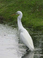 Ardea alba