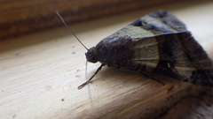 Melipotis perpendicularis