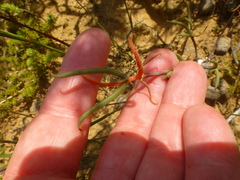 Lampranthus spiniformis