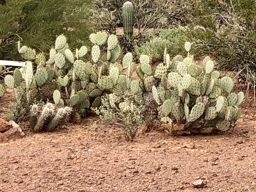 Opuntia engelmannii