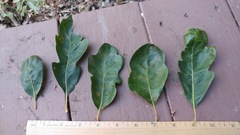 Quercus × eplingii