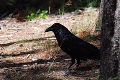 Corvus corax sinuatus