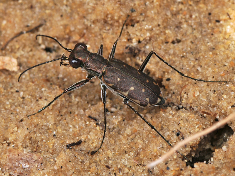 Myriochila