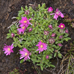 Delosperma basuticum