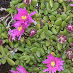 Delosperma basuticum