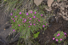 Delosperma basuticum