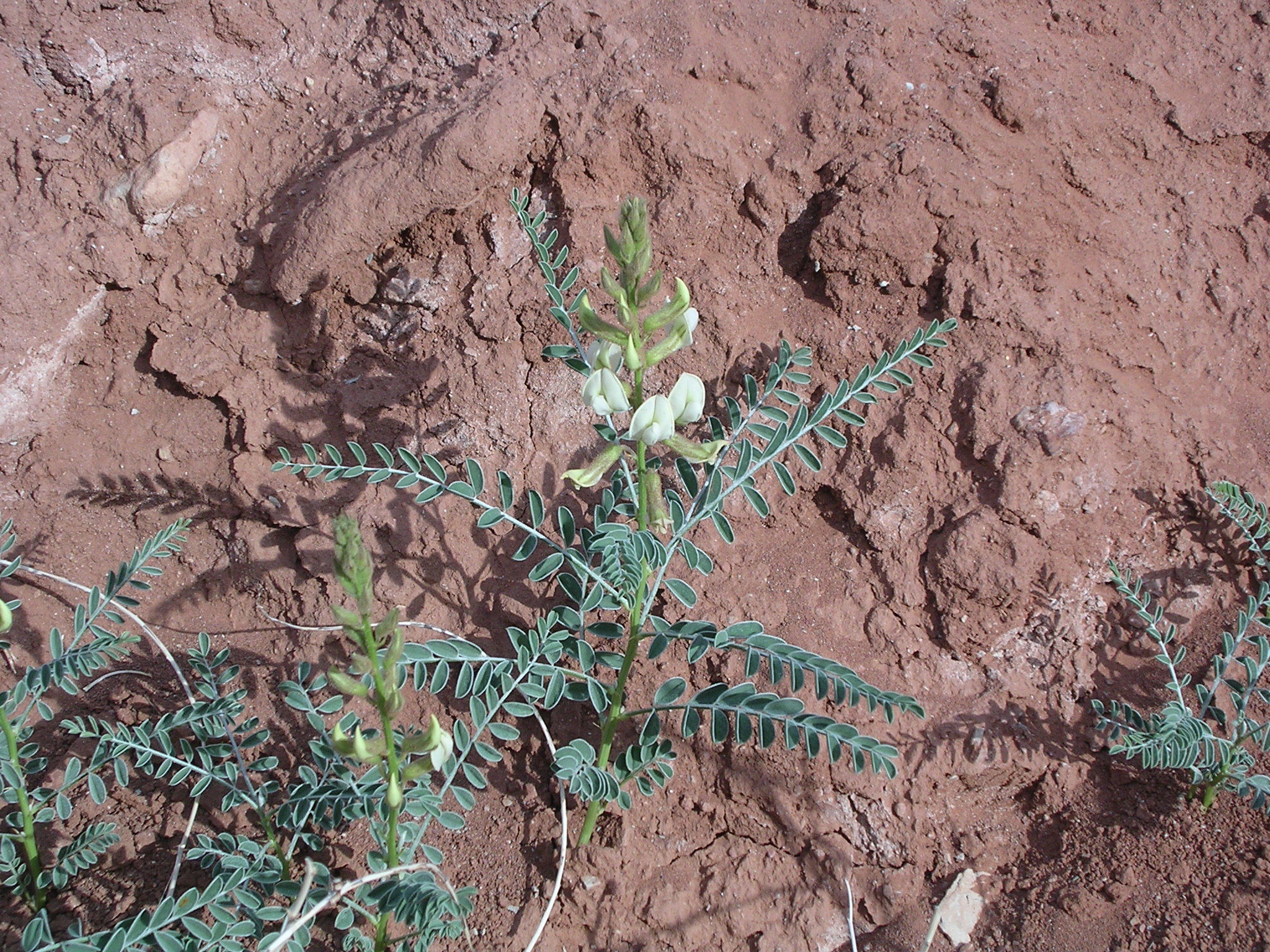 Peteria thompsoniae S.Watson