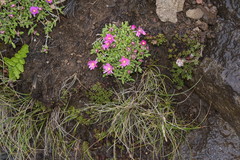 Delosperma basuticum