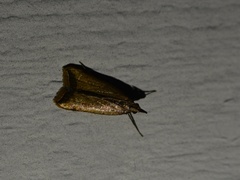 Dichomeris heriguronis