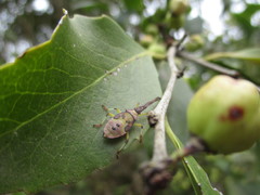 Plinachtus imitator