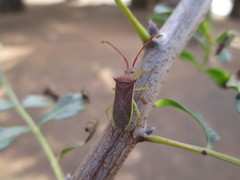 Plinachtus imitator