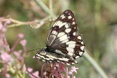 Melanargia larissa