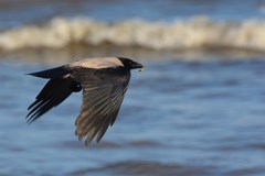 Corvus cornix cornix