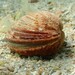 Warty Venus Clam - Photo (c) Nicolas Jouault, some rights reserved (CC BY-NC), uploaded by Nicolas Jouault
