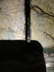 Eleutherodactylus marnockii