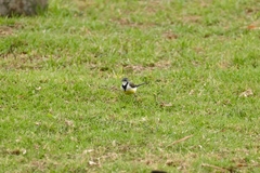 Motacilla flaviventris