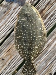 Paralichthys lethostigma