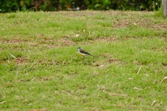Motacilla flaviventris