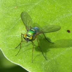 Chrysosoma globiferum
