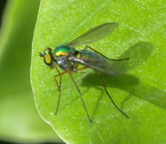 Chrysosoma globiferum