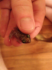 Eleutherodactylus marnockii