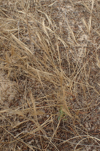 Image of Festuca fasciculata by no rights reserved