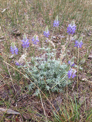 Lupinus lepidus