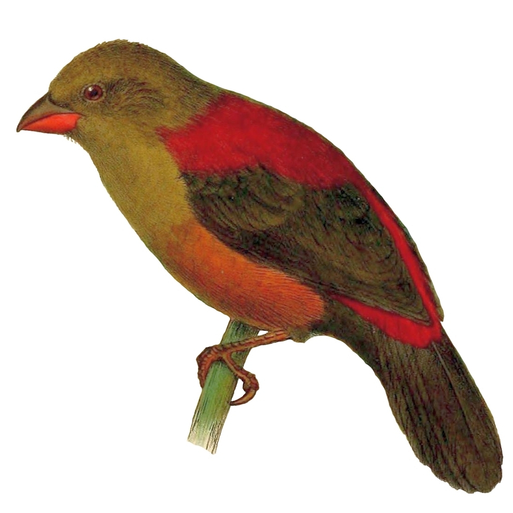 Shelley's Crimsonwing photo