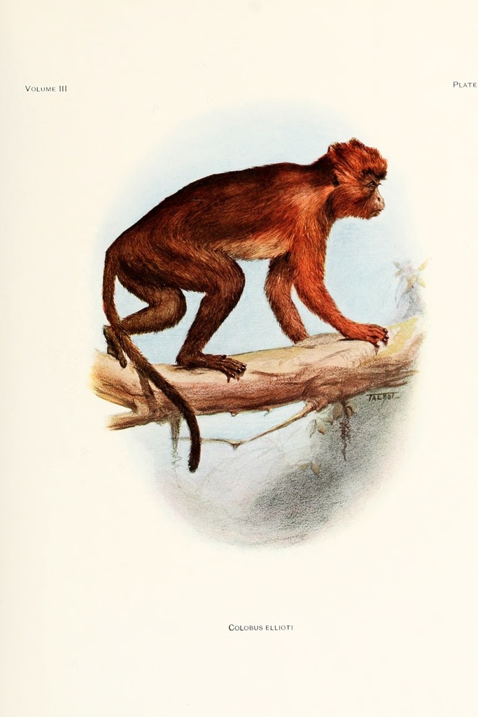 Colobo Rojo del Ouroua