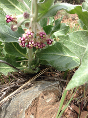 Asclepias californica