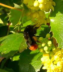 Bombus lapidarius