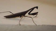 Statilia maculata