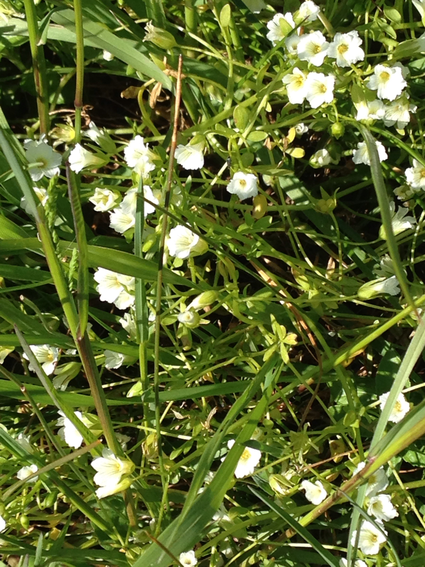Limnanthes bakeri