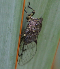 Amphipsalta