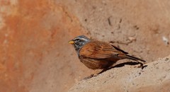 Emberiza sahari