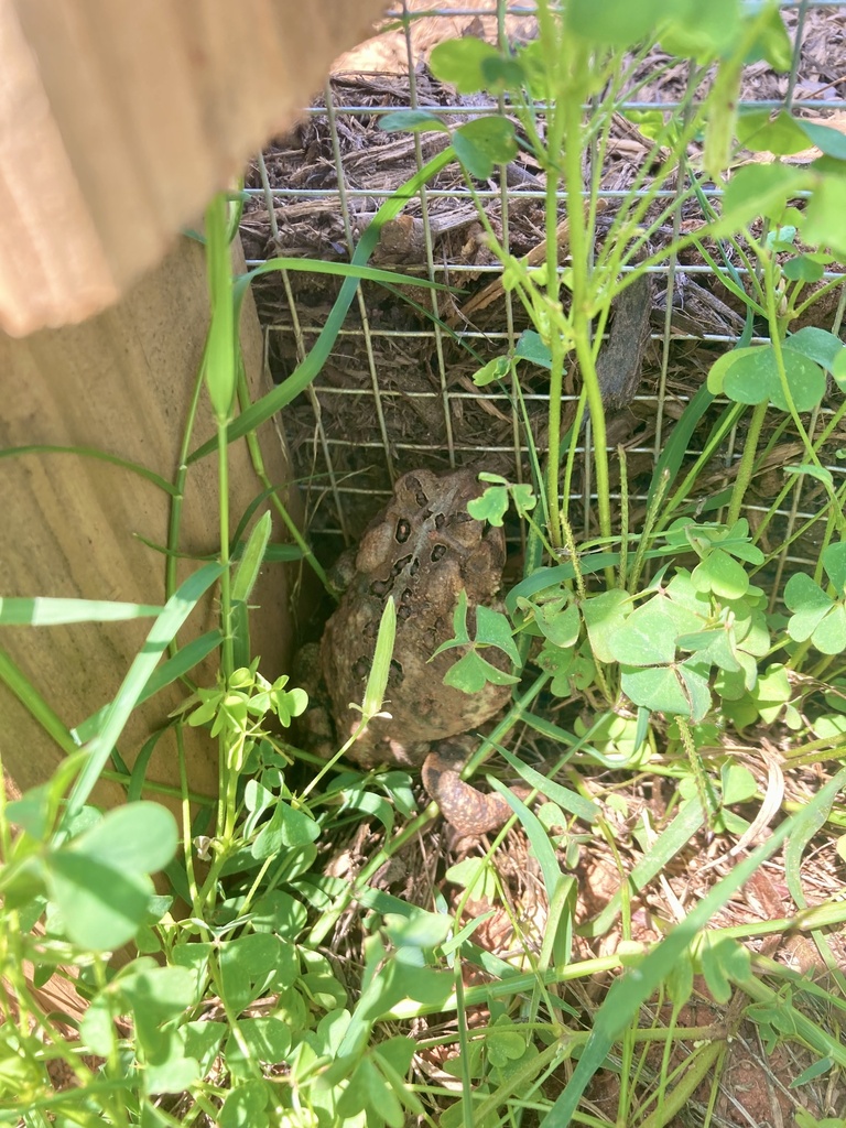 American Toad from Stonefield Dr, Statesville, NC, US on July 11, 2023 ...