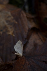 Operophtera fagata
