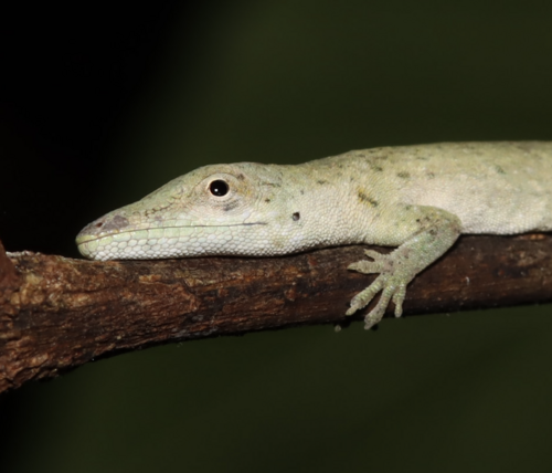 Dwarf Anole (Anolis occultus)