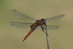 Tramea abdominalis